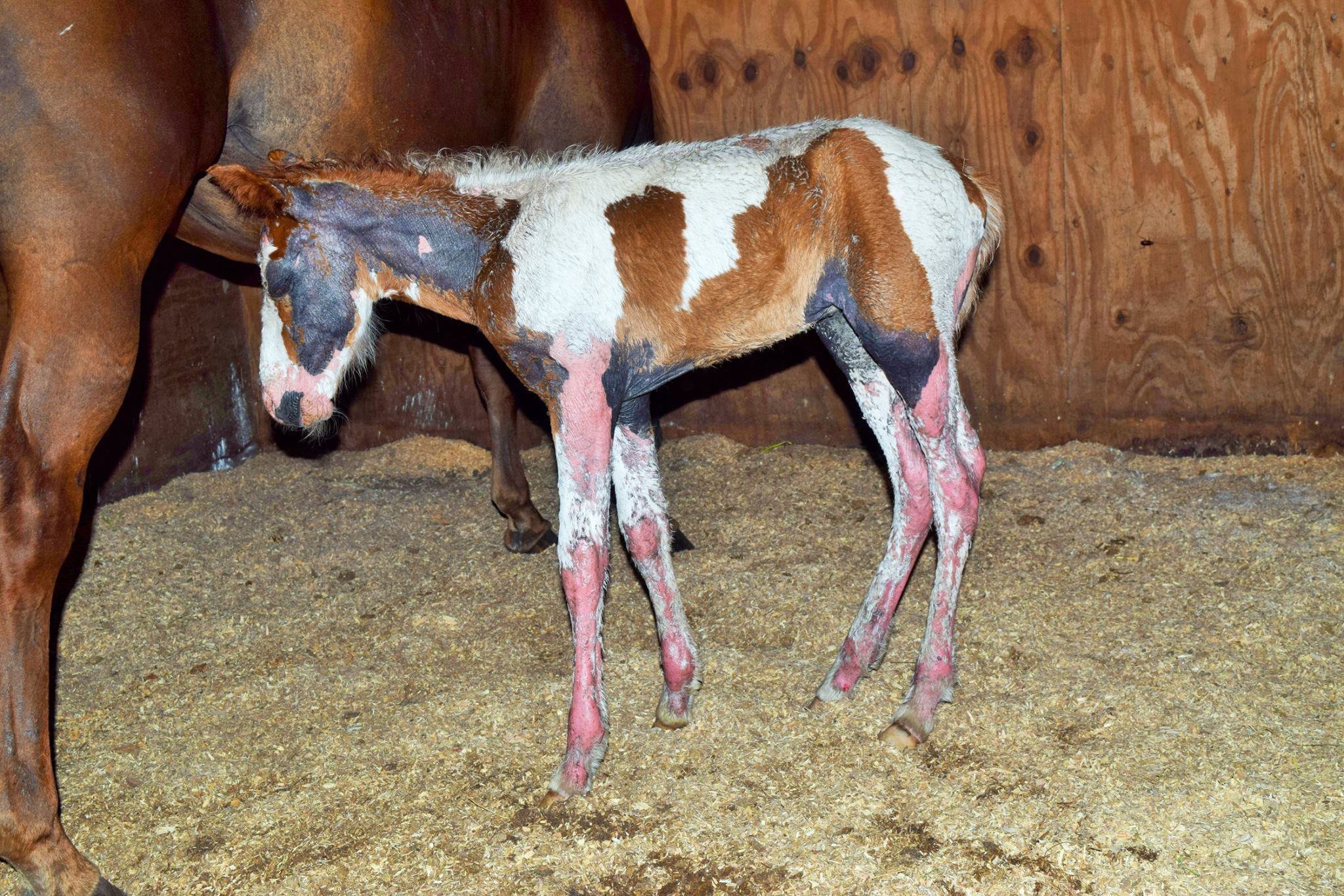 RVR Horse Rescue Paint Baby At RVR Horse Rescue